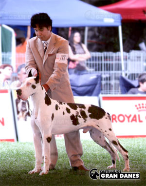 Gran Danes Perro Compitiendo